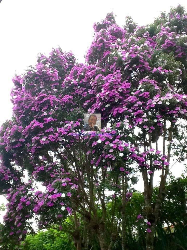 Casa de Condomínio, 2 quartos - Foto 71