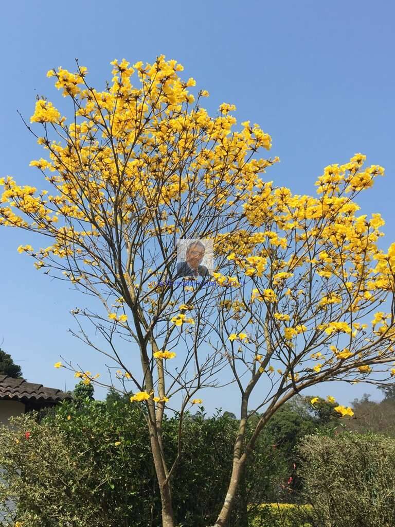 Casa de Condomínio, 2 quartos - Foto 76