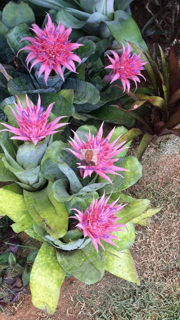 Casa de Condomínio, 2 quartos - Foto 75