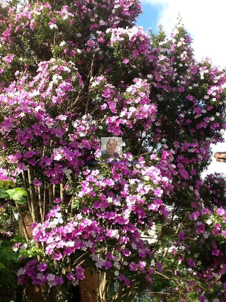 Casa de Condomínio, 2 quartos - Foto 80